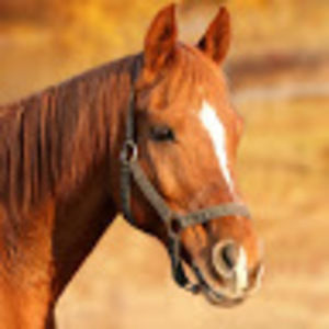 Meet your Posher, Joy